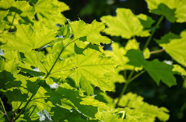 Green leaves on a small tree.