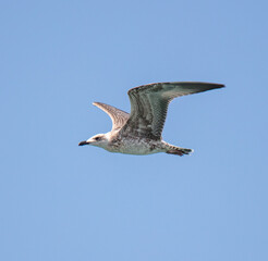 Seagull in flight against the sky.