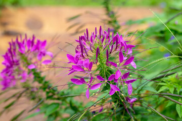 Close up photo of spider flower