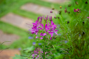 Close up photo of spider flower