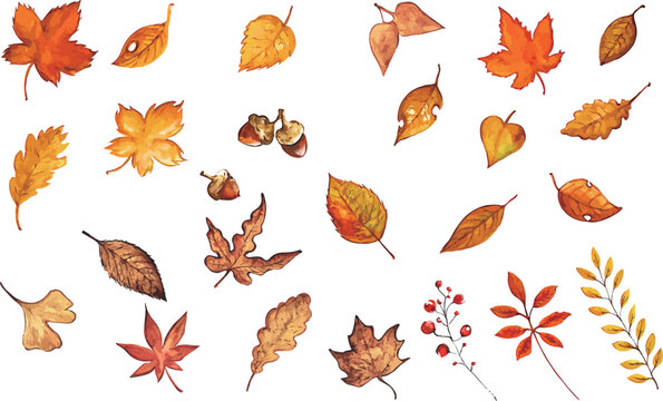 colorful autumn leaves illustration in watercolor taste as vector image