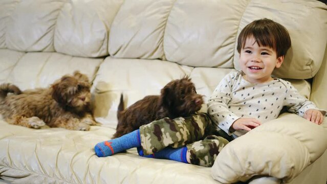 The boy watches TV, laughs. Two puppies stick to him, want to play. Children and pets