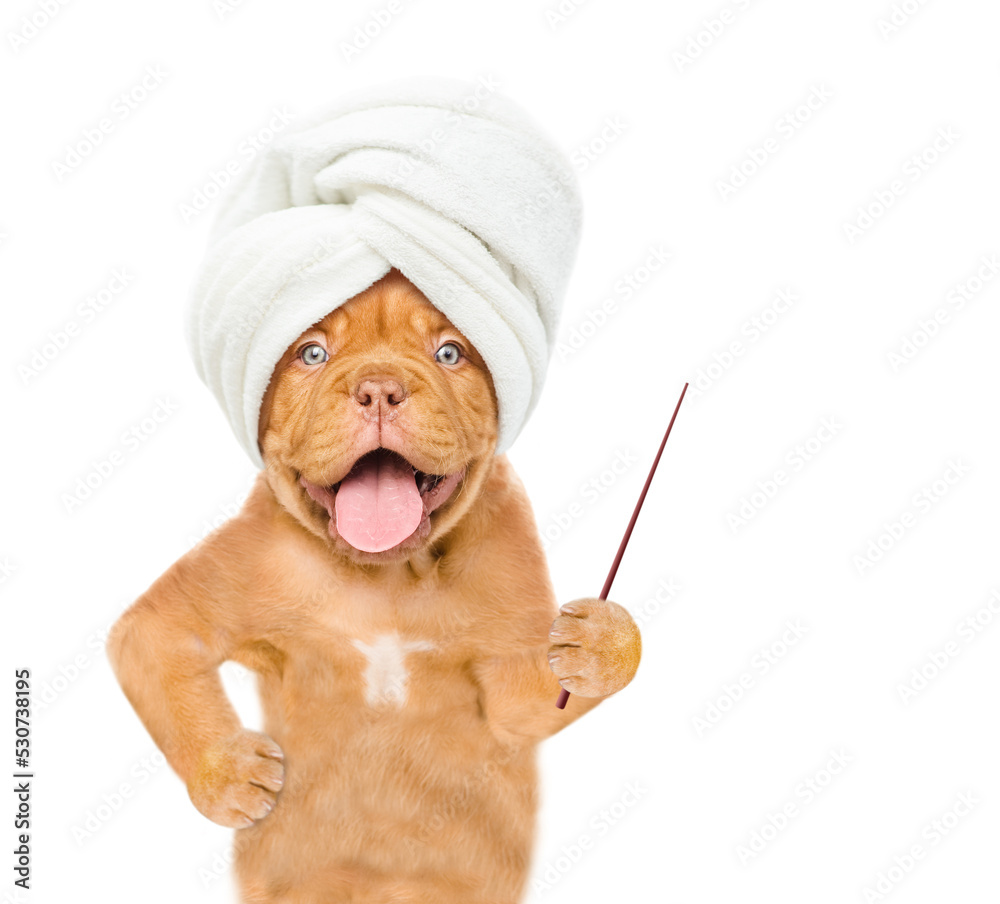Poster Mastiff puppy with towel on it head points away on empty space. isolated on white background