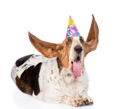 Basset Hound dog wearing party cap with long flapping ears. isolated on white background