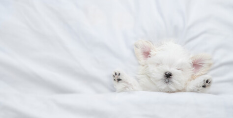 Cute white Lapdog puppy sleeps under warm blanket on a bed at home. Top down view. Empty space for text