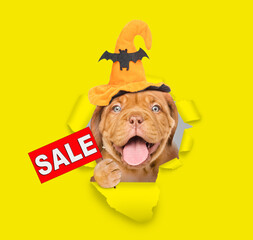 Happy mastiff puppy wearing hat for halloween looks through the hole in yellow paper and shows sales symbol
