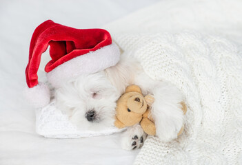 Cozy Lapdog puppy wearing red santa hat sleeps and hugs toy bear under white blanket at home. top...
