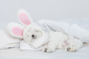 Lapdog puppy wearing easter rabbits ears sleeps on a bed under warm white blanket at home