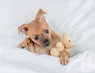 Cute Toy terrier puppy lying under white blanket on a bed at home and hugs favorite toy bear before bedtime. Top down view