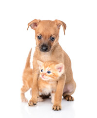 Tiny toy terrier puppy hugs ginger tabby kitten. Pet sit together in front view and look at camera.  isolated on white background
