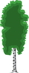 Birch tree with trunk