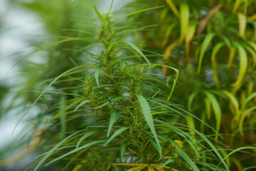 Old cannabis plant in the garden