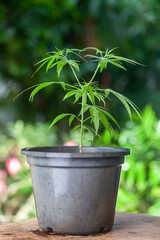 cannabis plant in a pot