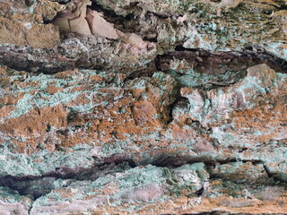 Tree bark close-up. Macro shot of an old tree trunk. Natural background of tree bark close-up.