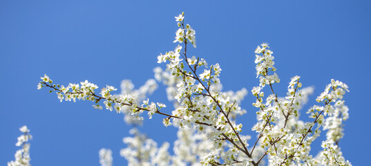 White flowers bloom in the trees. Spring landscape with blooming sakura tree. Beautiful blooming garden on a sunny day. Copy space for text.
