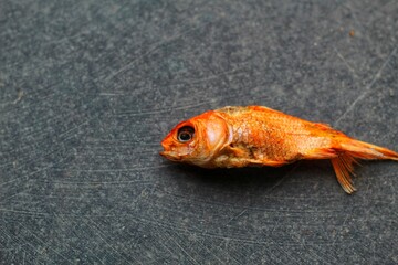 Dead dried goldfish laying onground HD wallpaper