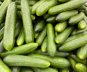 Cucumbers in close-up. Cucumber background.