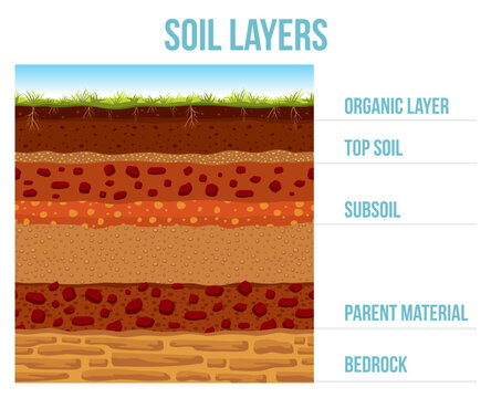 Soil layer infographic, earth geology formation bedrock, parent material, subsoil, top soil and organic layer cross section ground and underground cartoon surface. Vector infographics