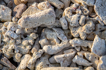 Close-up of a pile of coral reefs