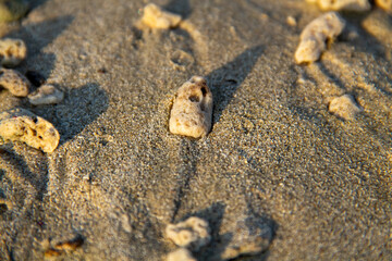 Coral reef background on the sand on the beach