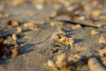 Coral reef background on the sand on the beach