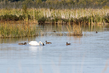 Fototapeta premium Swan Family