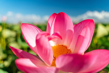 Fototapeta premium A pink lotus flower sways in the wind. Against the background of their green leaves. Lotus field on the lake in natural environment.