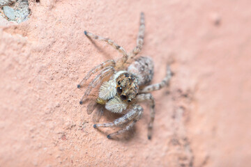 Female Menemerus semilimbatus spider staring from a wall