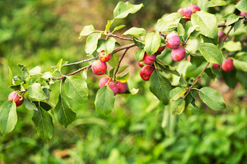 Pink crab apples on branch. Ripe small apples in fruit orchard.
