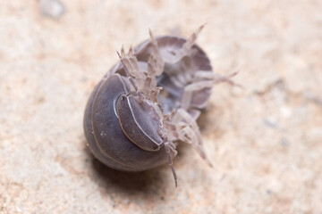 Roly poly bug, Armadillidium vulgare, trying to get on his feet again