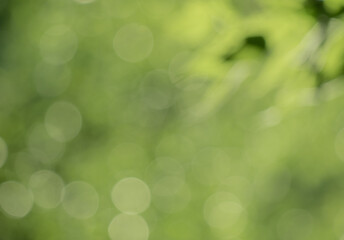 Fototapeta na wymiar Blurred green nature bokeh background.
