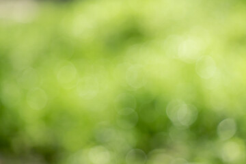Fototapeta na wymiar Blurred green nature bokeh background.