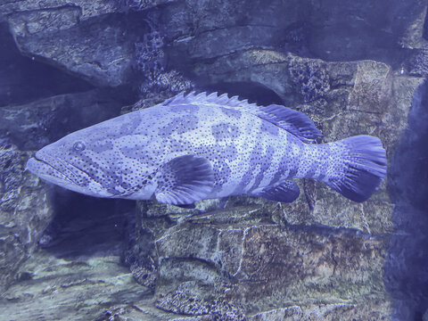 Malabar Grouper in a underwater aquarium .Selective focus.