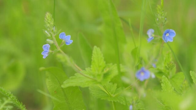 Blooming veronica plant. Germander speedwell, or veronica chamaedrys - herbaceous perennial species of flowering plant. Slow motion.