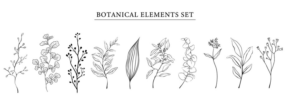 Botanical elements set . Hand drawn botanical contour vector illustration on white isolated background. Set for branches, leaves, twigs, garden grasses in line style.