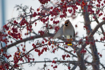 Winter Bird