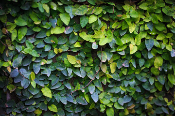 Texture of green creeping leaves. Natural background. green wall