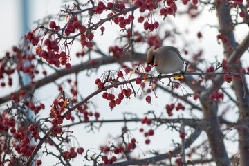 Winter Bird