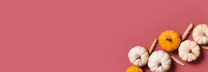 Banner with group of decorative pumpkins top view with copy space on pink background. Autumn flat...