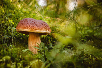 Mushroom in the forest at fall time.