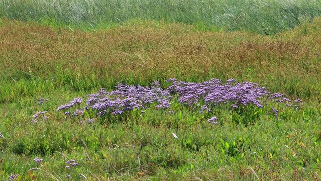 Common sea lavender also called Limonium vulgare or Strandflieder