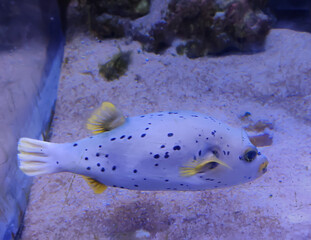 Selective focus of Black Spotted puffer fish in a aquarium.