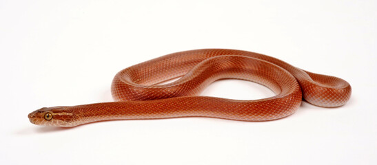 Cape house snake // Afrikanische Hausschlange  (Boaedon capensis)