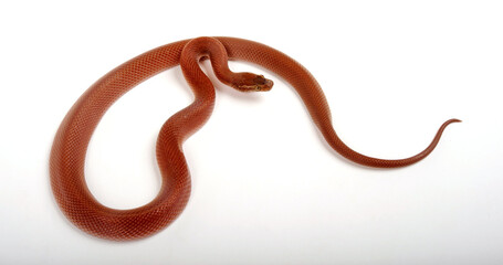 Cape house snake // Afrikanische Hausschlange  (Boaedon capensis)