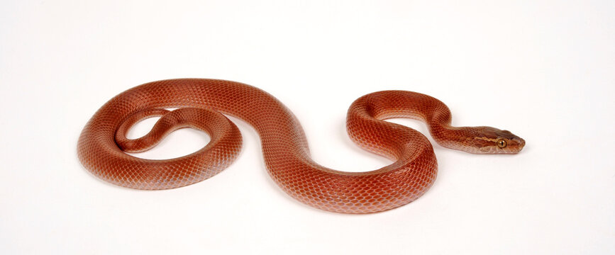 Cape house snake // Afrikanische Hausschlange  (Boaedon capensis)