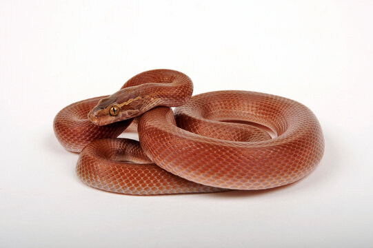 Cape house snake // Afrikanische Hausschlange  (Boaedon capensis)