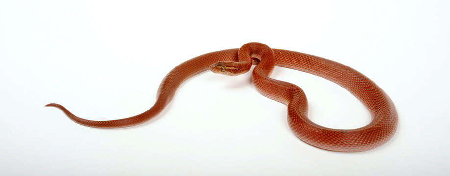 Cape house snake // Afrikanische Hausschlange  (Boaedon capensis)