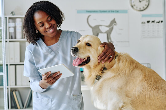 African young vet using digital tablet while communicating with dog at office