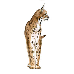 Beautiful stock illustration with hand drawn watercolor forest wild lynx animal. Clip art image. © zenina