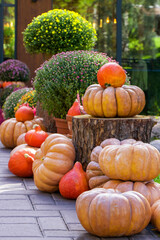 Large pumpkins in autumn decoration.  Outdoor decoration with pumpkins, chrysanthemum flowers and tree saws.